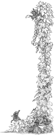 Иллюстрация к книге — Волшебство в вашем саду. Магические свойства растений и способы работы с ними [_47.jpg]