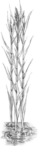 Иллюстрация к книге — Волшебство в вашем саду. Магические свойства растений и способы работы с ними [_48.jpg]