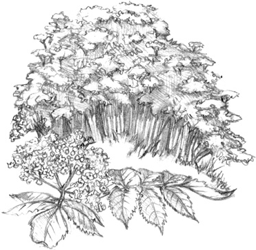 Иллюстрация к книге — Волшебство в вашем саду. Магические свойства растений и способы работы с ними [_49.jpg]