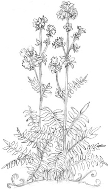 Иллюстрация к книге — Волшебство в вашем саду. Магические свойства растений и способы работы с ними [_5.jpg]