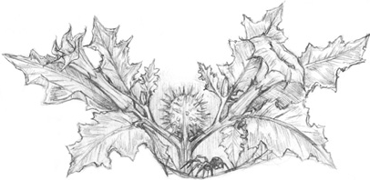 Иллюстрация к книге — Волшебство в вашем саду. Магические свойства растений и способы работы с ними [_54.jpg]