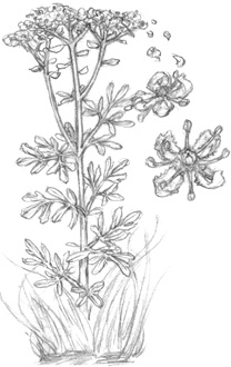 Иллюстрация к книге — Волшебство в вашем саду. Магические свойства растений и способы работы с ними [_59.jpg]