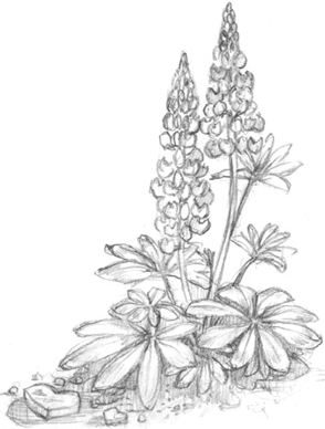 Иллюстрация к книге — Волшебство в вашем саду. Магические свойства растений и способы работы с ними [_6.jpg]