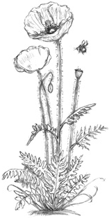 Иллюстрация к книге — Волшебство в вашем саду. Магические свойства растений и способы работы с ними [_60.jpg]