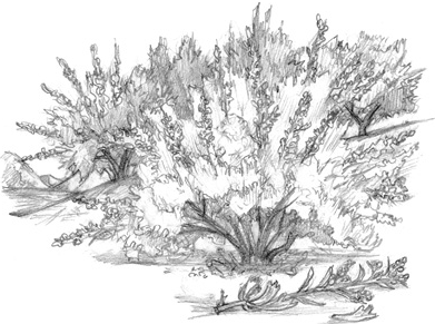 Иллюстрация к книге — Волшебство в вашем саду. Магические свойства растений и способы работы с ними [_9.jpg]