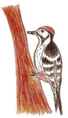 Иллюстрация к книге — Лето на полке [_14.jpg]