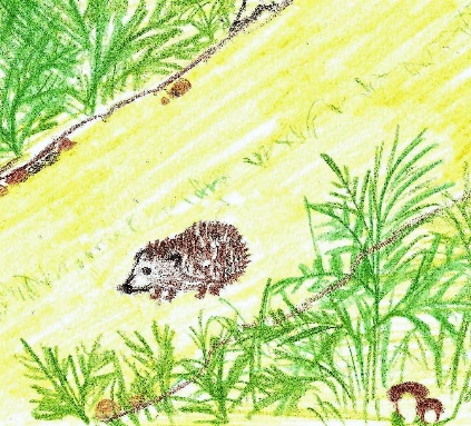 Иллюстрация к книге — Лето на полке [_17.jpg]