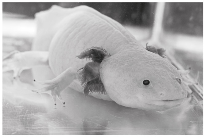 Иллюстрация к книге — Счастливое старение. Рекомендации нейробиолога о том, как жить долго и хорошо [i_030.jpg]