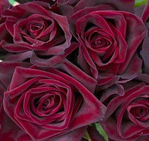 Иллюстрация к книге — Обман Розы [_5gwji.jpg]