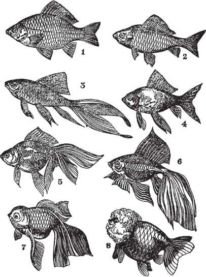 Иллюстрация к книге — Машинерия портрета. Опыт зрителя, преподавателя и художника [i_040.jpg]