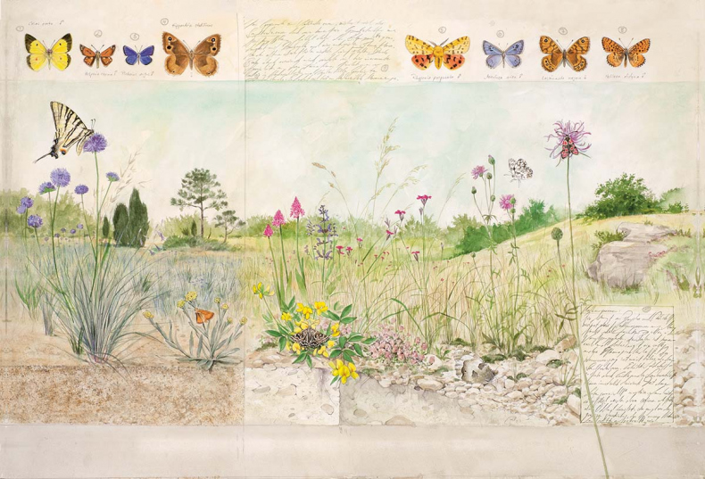 Иллюстрация к книге — Бабочки. Основы систематики, среда обитания, жизненный цикл и магия совершенства [i_002.jpg]