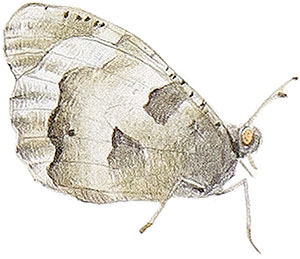 Иллюстрация к книге — Бабочки. Основы систематики, среда обитания, жизненный цикл и магия совершенства [i_005.jpg]