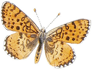 Иллюстрация к книге — Бабочки. Основы систематики, среда обитания, жизненный цикл и магия совершенства [i_006.jpg]