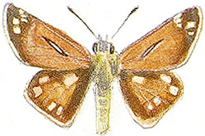 Иллюстрация к книге — Бабочки. Основы систематики, среда обитания, жизненный цикл и магия совершенства [i_007.jpg]