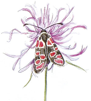 Иллюстрация к книге — Бабочки. Основы систематики, среда обитания, жизненный цикл и магия совершенства [i_009.jpg]