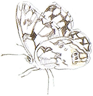 Иллюстрация к книге — Бабочки. Основы систематики, среда обитания, жизненный цикл и магия совершенства [i_011.jpg]