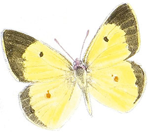 Иллюстрация к книге — Бабочки. Основы систематики, среда обитания, жизненный цикл и магия совершенства [i_012.jpg]