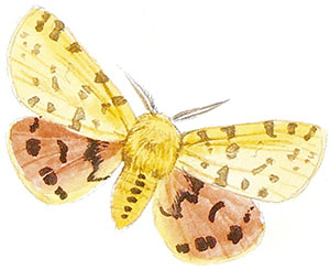 Иллюстрация к книге — Бабочки. Основы систематики, среда обитания, жизненный цикл и магия совершенства [i_013.jpg]