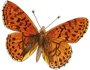 Иллюстрация к книге — Бабочки. Основы систематики, среда обитания, жизненный цикл и магия совершенства [i_019.jpg]