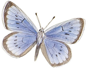 Иллюстрация к книге — Бабочки. Основы систематики, среда обитания, жизненный цикл и магия совершенства [i_022.jpg]