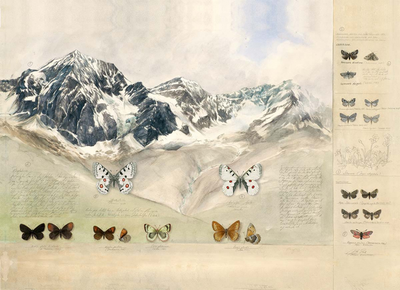 Иллюстрация к книге — Бабочки. Основы систематики, среда обитания, жизненный цикл и магия совершенства [i_028.jpg]