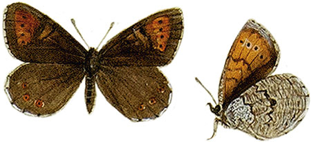 Иллюстрация к книге — Бабочки. Основы систематики, среда обитания, жизненный цикл и магия совершенства [i_029.jpg]