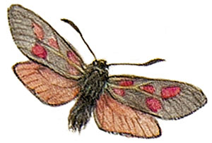 Иллюстрация к книге — Бабочки. Основы систематики, среда обитания, жизненный цикл и магия совершенства [i_030.jpg]