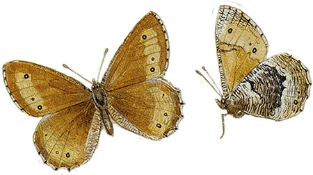 Иллюстрация к книге — Бабочки. Основы систематики, среда обитания, жизненный цикл и магия совершенства [i_031.jpg]