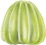 Иллюстрация к книге — Бабочки. Основы систематики, среда обитания, жизненный цикл и магия совершенства [i_039.jpg]