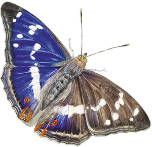 Иллюстрация к книге — Бабочки. Основы систематики, среда обитания, жизненный цикл и магия совершенства [i_044.jpg]