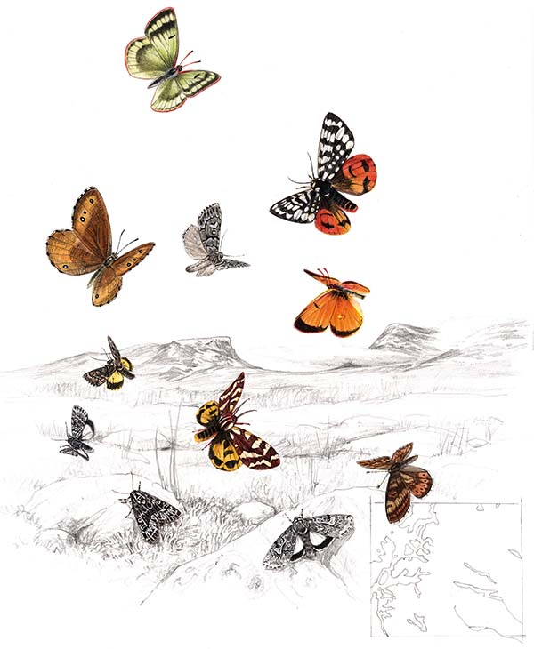 Иллюстрация к книге — Бабочки. Основы систематики, среда обитания, жизненный цикл и магия совершенства [i_045.jpg]