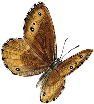 Иллюстрация к книге — Бабочки. Основы систематики, среда обитания, жизненный цикл и магия совершенства [i_049.jpg]