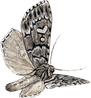 Иллюстрация к книге — Бабочки. Основы систематики, среда обитания, жизненный цикл и магия совершенства [i_054.jpg]