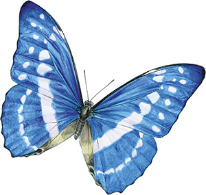 Иллюстрация к книге — Бабочки. Основы систематики, среда обитания, жизненный цикл и магия совершенства [i_058.jpg]