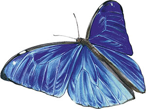 Иллюстрация к книге — Бабочки. Основы систематики, среда обитания, жизненный цикл и магия совершенства [i_059.jpg]