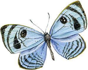 Иллюстрация к книге — Бабочки. Основы систематики, среда обитания, жизненный цикл и магия совершенства [i_062.jpg]