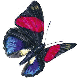 Иллюстрация к книге — Бабочки. Основы систематики, среда обитания, жизненный цикл и магия совершенства [i_063.jpg]