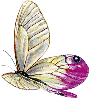 Иллюстрация к книге — Бабочки. Основы систематики, среда обитания, жизненный цикл и магия совершенства [i_064.jpg]