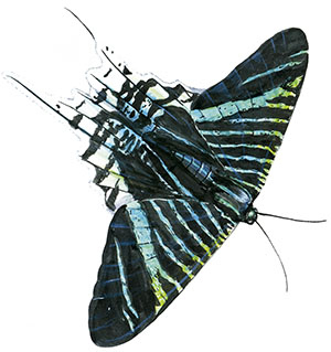 Иллюстрация к книге — Бабочки. Основы систематики, среда обитания, жизненный цикл и магия совершенства [i_065.jpg]