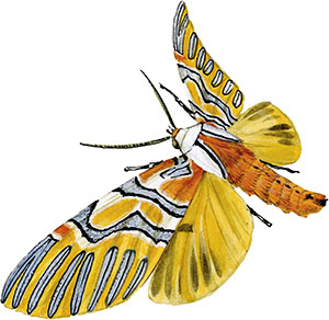 Иллюстрация к книге — Бабочки. Основы систематики, среда обитания, жизненный цикл и магия совершенства [i_066.jpg]