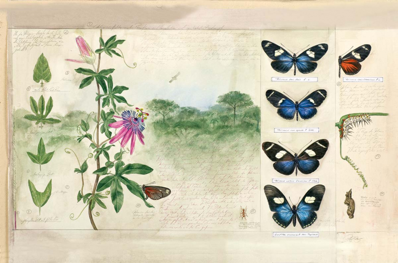 Иллюстрация к книге — Бабочки. Основы систематики, среда обитания, жизненный цикл и магия совершенства [i_069.jpg]