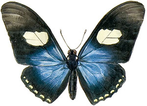 Иллюстрация к книге — Бабочки. Основы систематики, среда обитания, жизненный цикл и магия совершенства [i_073.jpg]