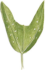 Иллюстрация к книге — Бабочки. Основы систематики, среда обитания, жизненный цикл и магия совершенства [i_074.jpg]