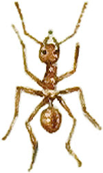 Иллюстрация к книге — Бабочки. Основы систематики, среда обитания, жизненный цикл и магия совершенства [i_075.jpg]