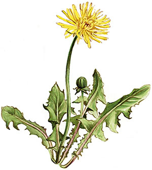 Иллюстрация к книге — Бабочки. Основы систематики, среда обитания, жизненный цикл и магия совершенства [i_076.jpg]