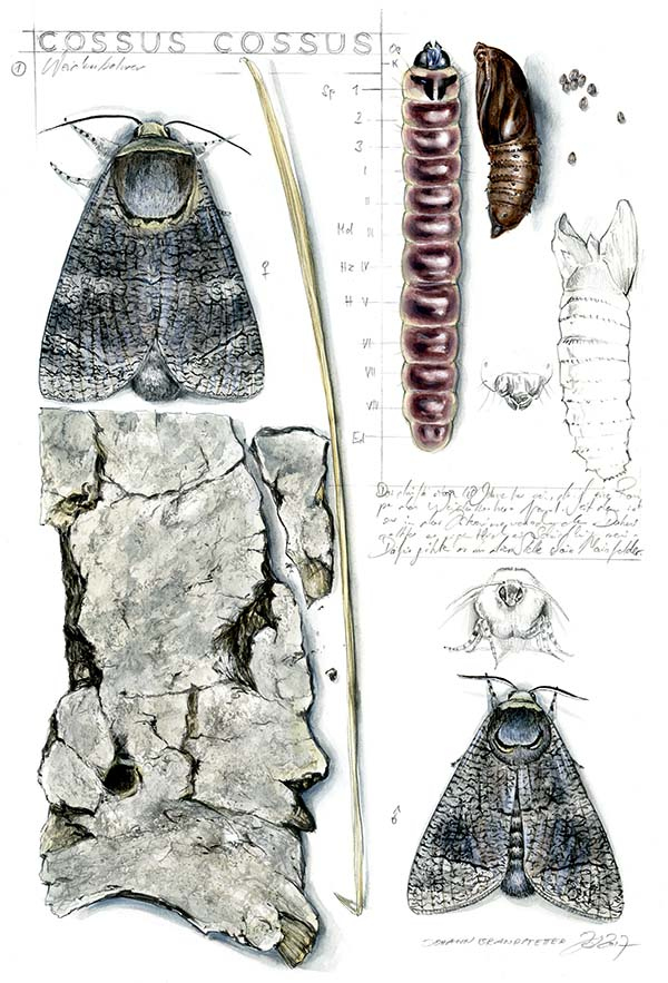 Иллюстрация к книге — Бабочки. Основы систематики, среда обитания, жизненный цикл и магия совершенства [i_084.jpg]