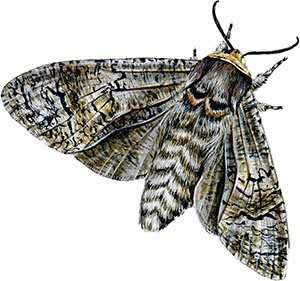 Иллюстрация к книге — Бабочки. Основы систематики, среда обитания, жизненный цикл и магия совершенства [i_085.jpg]