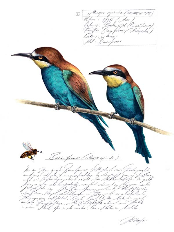 Иллюстрация к книге — Бабочки. Основы систематики, среда обитания, жизненный цикл и магия совершенства [i_090.jpg]