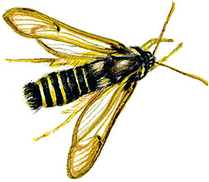 Иллюстрация к книге — Бабочки. Основы систематики, среда обитания, жизненный цикл и магия совершенства [i_092.jpg]