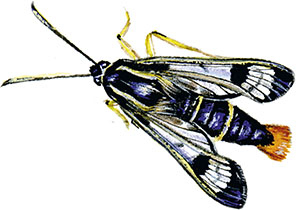 Иллюстрация к книге — Бабочки. Основы систематики, среда обитания, жизненный цикл и магия совершенства [i_093.jpg]